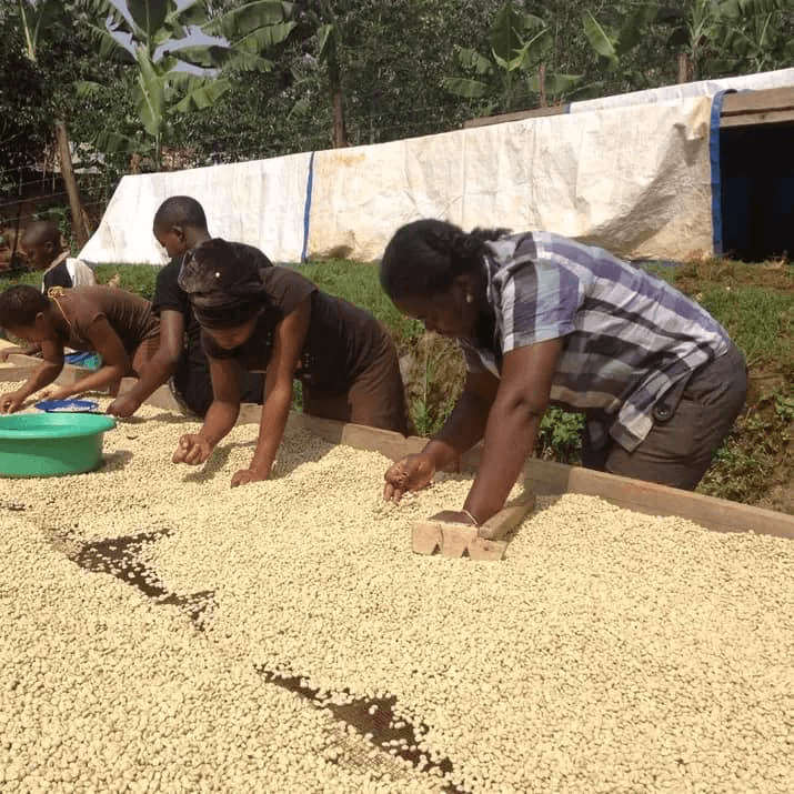 Ladies sorting coffee
